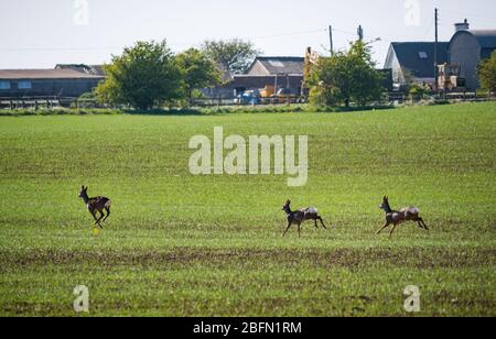 Eine Gruppe von drei Rehen, die über ein Erntefeld auf einem Frühjahrshof in East Lothian, Schottland, Großbritannien, laufen Stockfoto