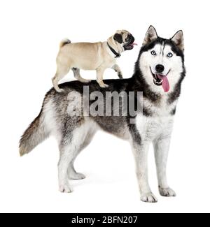 Husky und Mops Hund auf dem Rücken, isoliert auf weiß Stockfoto