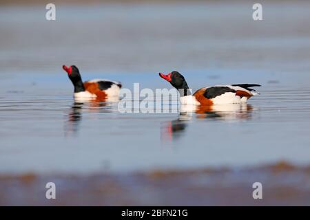 Ein Paar adulter Gemeine Schelenente (Tadorna tadorna) in züchtenden Gefieder, die im späten Winter/frühen Frühling an einer Mündung in East Anglia, Großbritannien, schwimmen Stockfoto