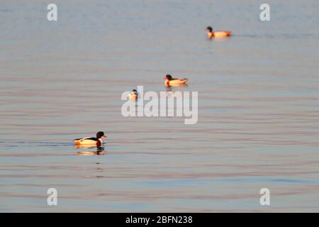 Eine Gruppe von erwachsenen Gemeinen Shelduck (Tadorna tadorna) in der Zucht Gefieder schwimmen auf einer Mündung in East Anglia, Großbritannien, im Winter Stockfoto