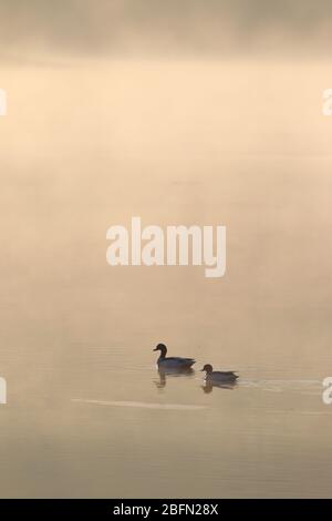 Ein Paar Erwachsene Gemeine Schelenente (Tadorna tadorna), die im Winter in East Anglia, Großbritannien, an einer atmosphärischen nebligen Mündung schwimmen Stockfoto