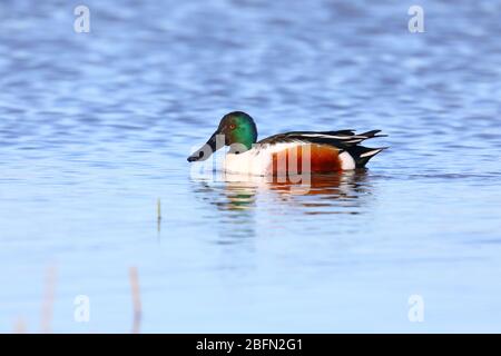 Ein erwachsener drake (männlich) Northern Shoveler (Spatula clypeata) in Zuchtgefieder, der auf einer Küstenlagune in Norfolk, Großbritannien schwimmt Stockfoto