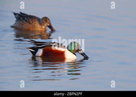 Ein Paar Northern Shoveler (Spatula clypeata) Enten in Brutgefieder, die sich im Winter auf einer Küstenlagune in Norfolk, Großbritannien, ernähren Stockfoto