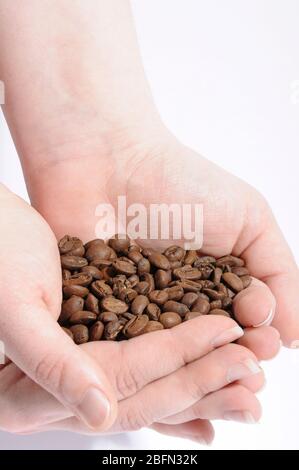 Zwei Hände halten frisch geröstete Kaffeebohnen mit weißem Hintergrund. Getrocknete Kaffeebohnen. Stockfoto