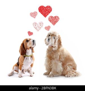 Zwei Hunde zusammen, isoliert auf weiß Stockfoto