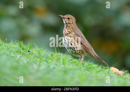 Ein erwachsener Song Thrush (Turdus philomelos), der im Herbst auf den Inseln von Scilly, Großbritannien, auf dem Boden ernährt wird Stockfoto