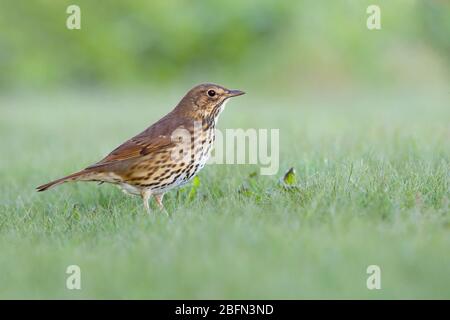 Ein erwachsener Song Thrush (Turdus philomelos), der im Herbst auf den Inseln von Scilly, Großbritannien, auf dem Boden ernährt wird Stockfoto