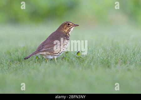 Ein erwachsener Song Thrush (Turdus philomelos), der im Herbst auf den Inseln von Scilly, Großbritannien, auf dem Boden ernährt wird Stockfoto