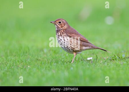 Ein erwachsener Song Thrush (Turdus philomelos), der im Herbst auf den Inseln von Scilly, Großbritannien, auf dem Boden ernährt wird Stockfoto