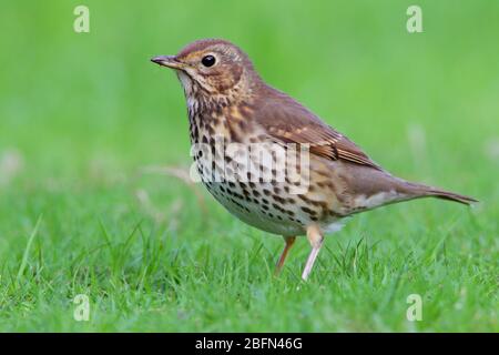 Ein erwachsener Song Thrush (Turdus philomelos), der im Herbst auf den Inseln von Scilly, Großbritannien, auf dem Boden ernährt wird Stockfoto