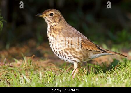 Ein erwachsener Song Thrush (Turdus philomelos), der im Herbst auf den Inseln von Scilly, Großbritannien, auf dem Boden ernährt wird Stockfoto