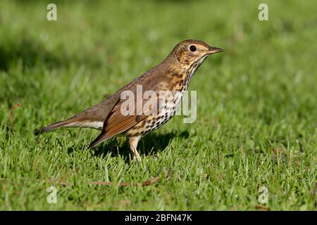 Ein erwachsener Song Thrush (Turdus philomelos), der im Herbst auf den Inseln von Scilly, Großbritannien, auf dem Boden ernährt wird Stockfoto