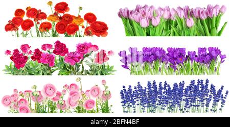 Collage aus schönen Sommerblumen in Reihen, isoliert auf weiß Stockfoto