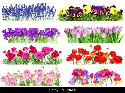 Collage aus schönen Sommerblumen in Reihen, isoliert auf weiß Stockfoto