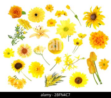 Collage aus gelben Blüten, isoliert auf Weiß Stockfoto