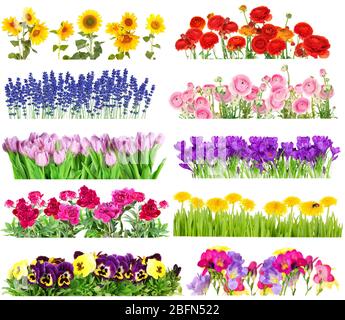 Collage aus schönen Sommerblumen in Reihen, isoliert auf weiß Stockfoto