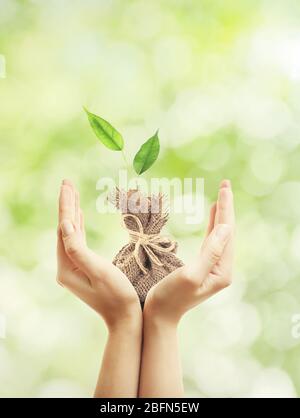 Hände halten grünen Sprossen auf Natur Hintergrund. Neues Lebenskonzept Stockfoto