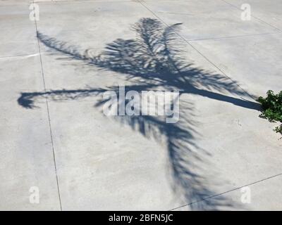 Schatten einer jungen Palme auf Betonboden. Konzept : Minimalismus in der Fotografie. Stockfoto