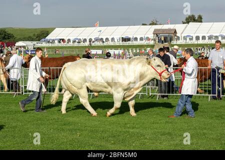 Belgischer blauer 'Doppelmuskelbulle'-Bulle in der Richterstellung bei der Westmorland County Show 2015, Crooklands, Cumbria Stockfoto