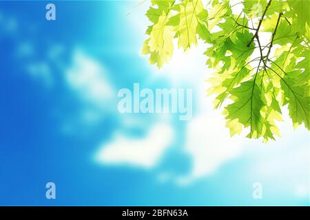 Grüne Blätter am Baum mit blauem Himmel. Sommer oder Frühling Hintergrund Stockfoto