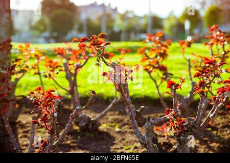 Nahaufnahme der Rosenzweige mit ersten Knospen im Frühjahr Stockfoto