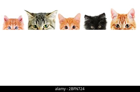 Gruppe von Katzen vor weißem Hintergrund mit Platz für Ihren Text Stockfoto