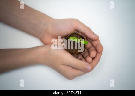 Kind hält junge Sprossen von Tomaten. Kind mit grünem Zweig in beiden Händen. Earth Day Holiday Konzept auf weißem Hintergrund, kein Gesicht Draufsicht Stockfoto