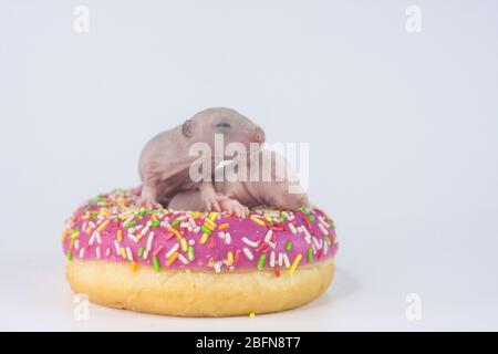 Diät-Konzept. Kleine Rattenkinder auf einem rosa, leckeren Donut Stockfoto