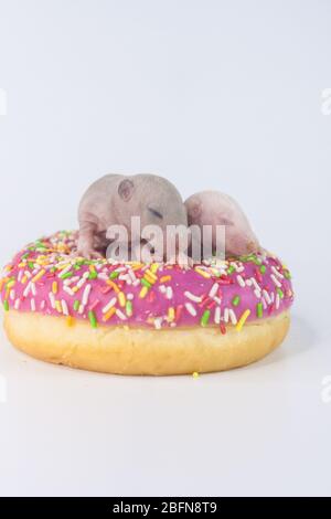Diät-Konzept. Kleine Rattenkinder auf einem rosa, leckeren Donut Stockfoto