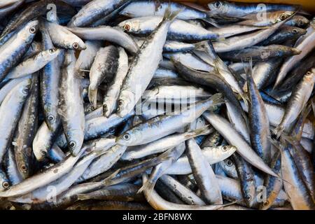 Sardinen auf dem Fischmarkt, Split, Kroatien, Europa Stockfoto