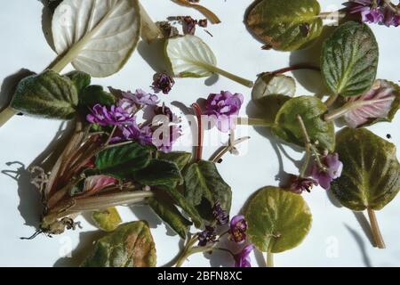 Verrottete violette Blüten mit Schatten auf weißem Hintergrund. Grüne Pflanze auf Fensterbank im Winter und Herbst. Natur Hintergrund mit Copyac Stockfoto