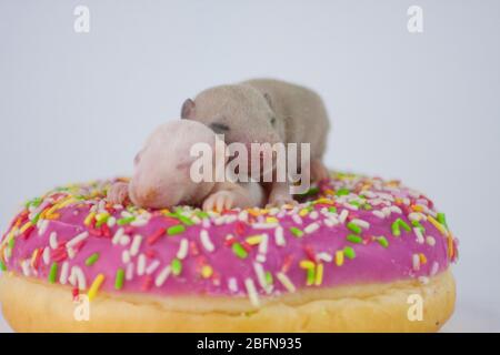 Diät-Konzept. Kleine Rattenkinder auf einem rosa, leckeren Donut Stockfoto