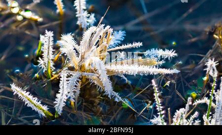 Morgen Bodenfrost in nasser Naturwiese. Weiße eisige Kristalle auf Grashalmen in blauem, stagnierendem Wasser. Feder auftauen. Raureif realistische Natur Detail. Stockfoto