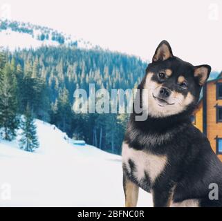 Hundeschutz auf Privateigentum Stockfoto