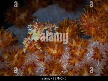 Weiche Korallenkrabben (Hoplofrys oatesii) im Bunaken National Park, Nord-Sulawesi, Indonesien Stockfoto