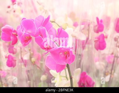 Schöne Orchidee blüht Stockfoto