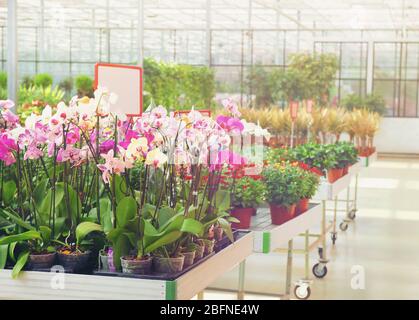 Wunderschöne Blumen im Gewächshaus Stockfoto