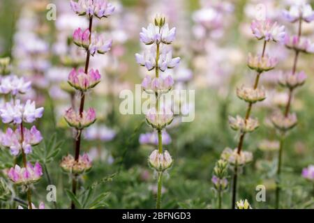 Lupinen in Blüte. Santa Clara County, Kalifornien, USA. Stockfoto