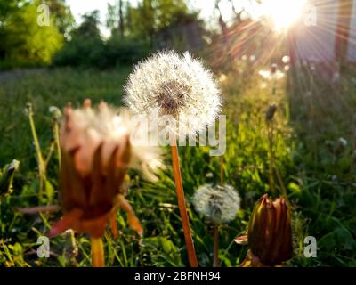 Löwenzahn nach Regen unter Sonnenuntergang Strahlen.Löwenzahn Samen auf einem schönen Natur Hintergrund.Blumenhintergrund. Erstaunlich erstaunlich erstaunlich bunte künstlerische Bild Stockfoto