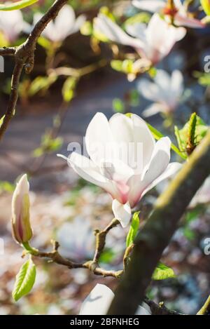 Blühende Magnolienbaum dicht mit schönen frischen weißen und rosa Blüten im Frühjahr bedeckt. Strahlender Sonnenschein. Vertikale Karte. Kopierbereich Stockfoto