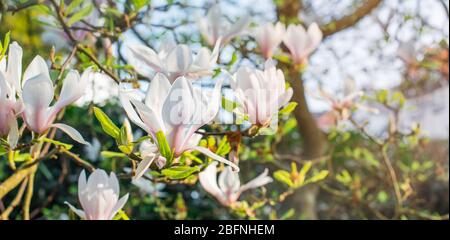 Blühende Magnolienbaum dicht mit schönen frischen weißen und rosa Blüten im Frühjahr bedeckt. Strahlender Sonnenschein. Breites horizontales Banner. Kopierbereich Stockfoto