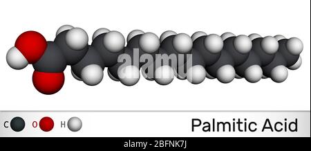 Palmitinsäure oder Hexadecanoic, C16H32O2 Molekül. Es ist gesättigte Fettsäuren. Molekulares Modell. 3D-Rendering Stockfoto