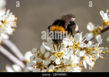 Nahaufnahme einer Hummel, die im Frühjahr Nektar von einem blühenden Baum saugt, hessen, deutschland Stockfoto