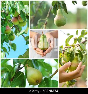 Collage mit Birnbaum und Frau im Garten Stockfoto