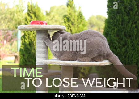 Motivation Zitat ZEIT, UM GEWICHT zu VERLIEREN und niedlichen übergewichtigen Katze spielen mit Kratzbaum im Freien Stockfoto