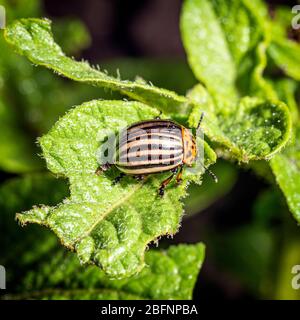 Colorado Käfer. Insektennahaufnahme. Schädlinge Stockfoto