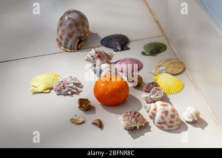 Muscheln am Strand, Strandurlaub Konzept und Mandarine gesammelt. Stockfoto