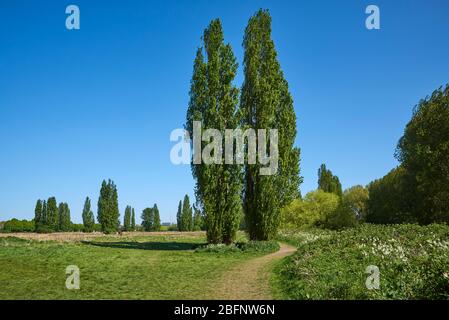 Hackney Marshes, East London, Großbritannien im späten Frühjahr Stockfoto