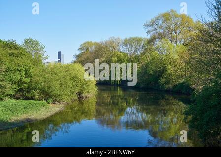 Der Fluss Lea in der Nähe von Hackney Marshes im Frühling, London UK, Blick nach Süden in Richtung Stratford in der Ferne Stockfoto