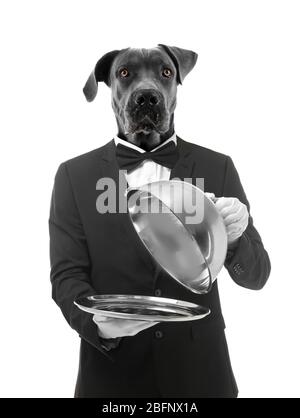 Kellner mit Hundehopf auf weißem Hintergrund Stockfoto